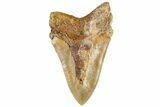 Serrated, Fossil Megalodon Tooth From Morocco - Rare Location #312832-1